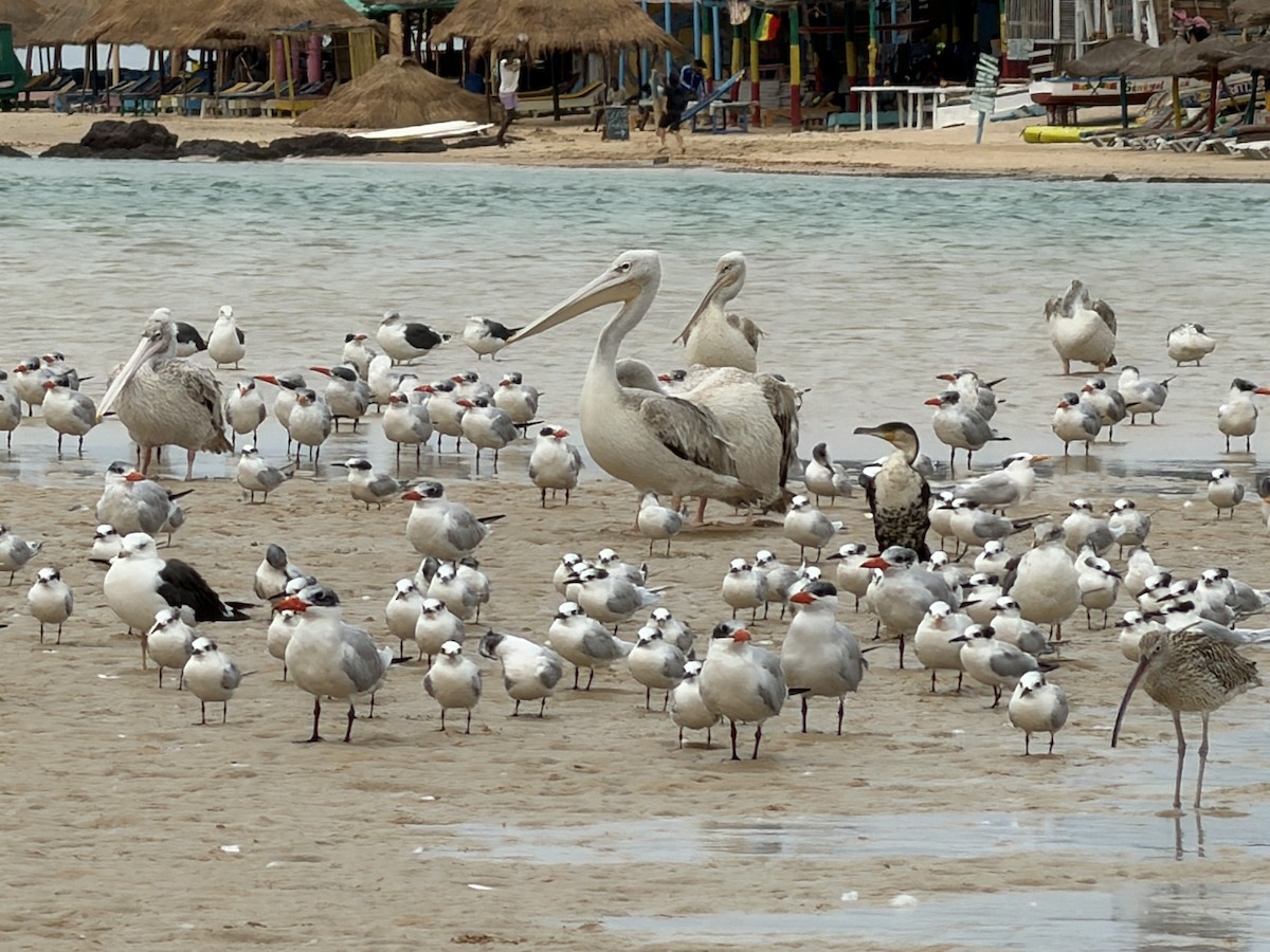 コシベニペリカン - ML646895010