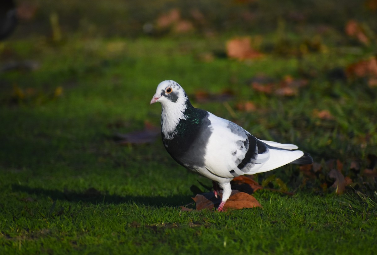 Rock Pigeon (Feral Pigeon) - ML646895011