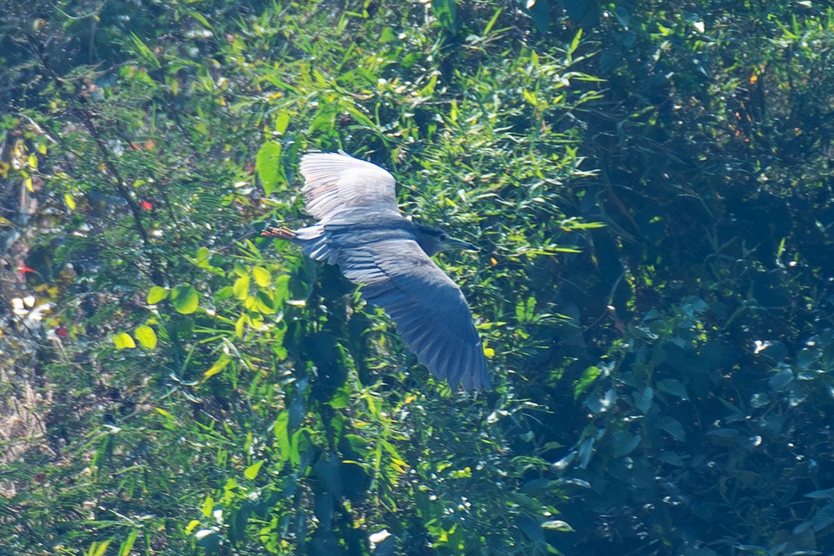 Кваква - ML646895012