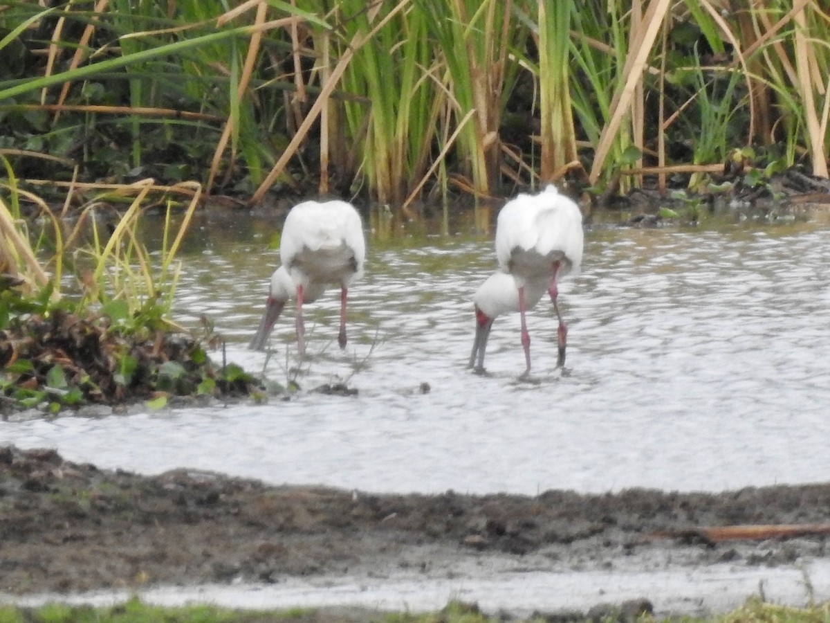 כפן אפריקני - ML646895013