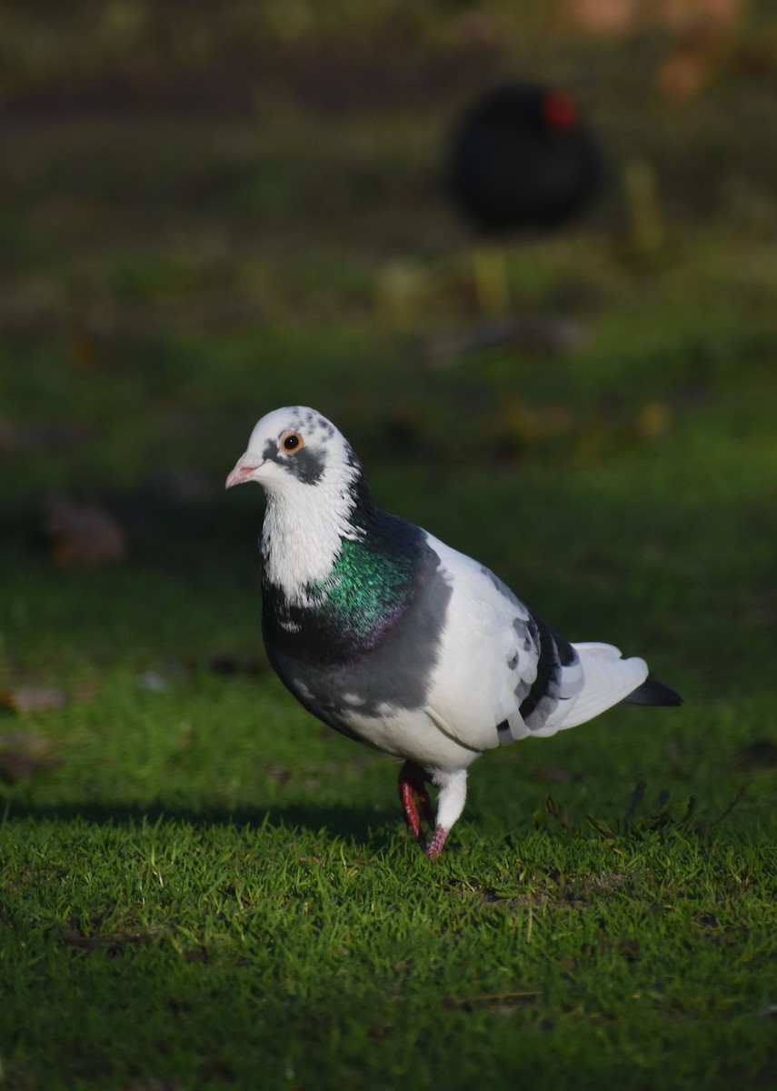 Rock Pigeon (Feral Pigeon) - ML646895014