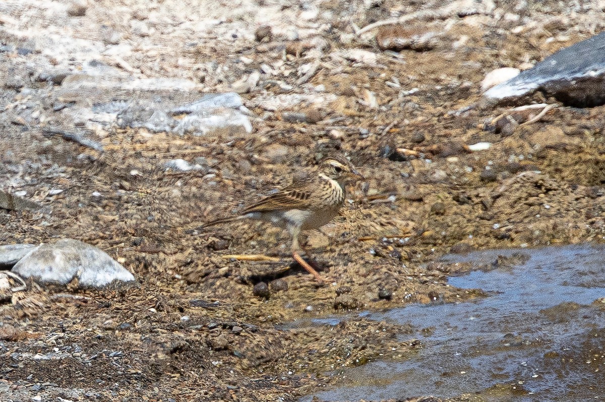 African Pipit - ML646895015