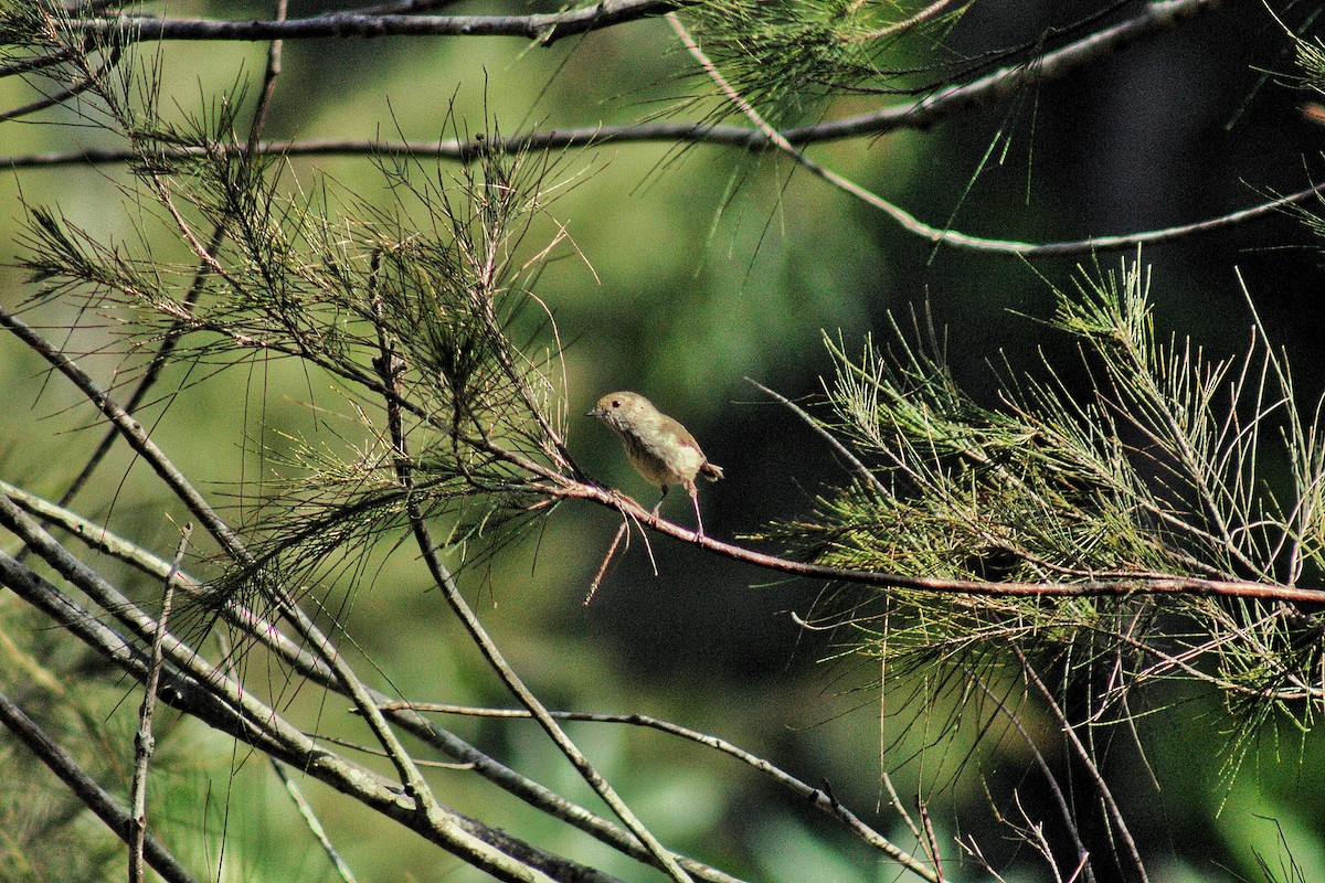 Brown Thornbill - ML646895018