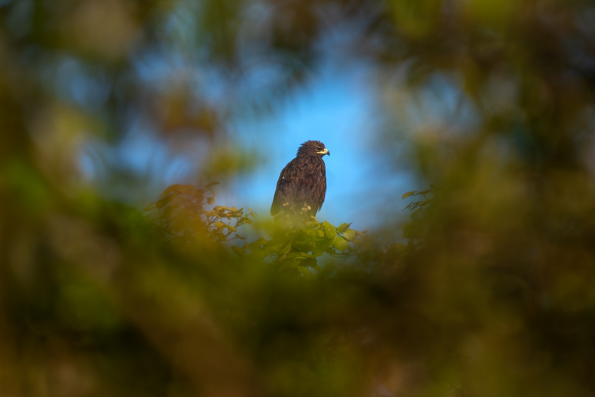 Большой подорлик - ML646895019