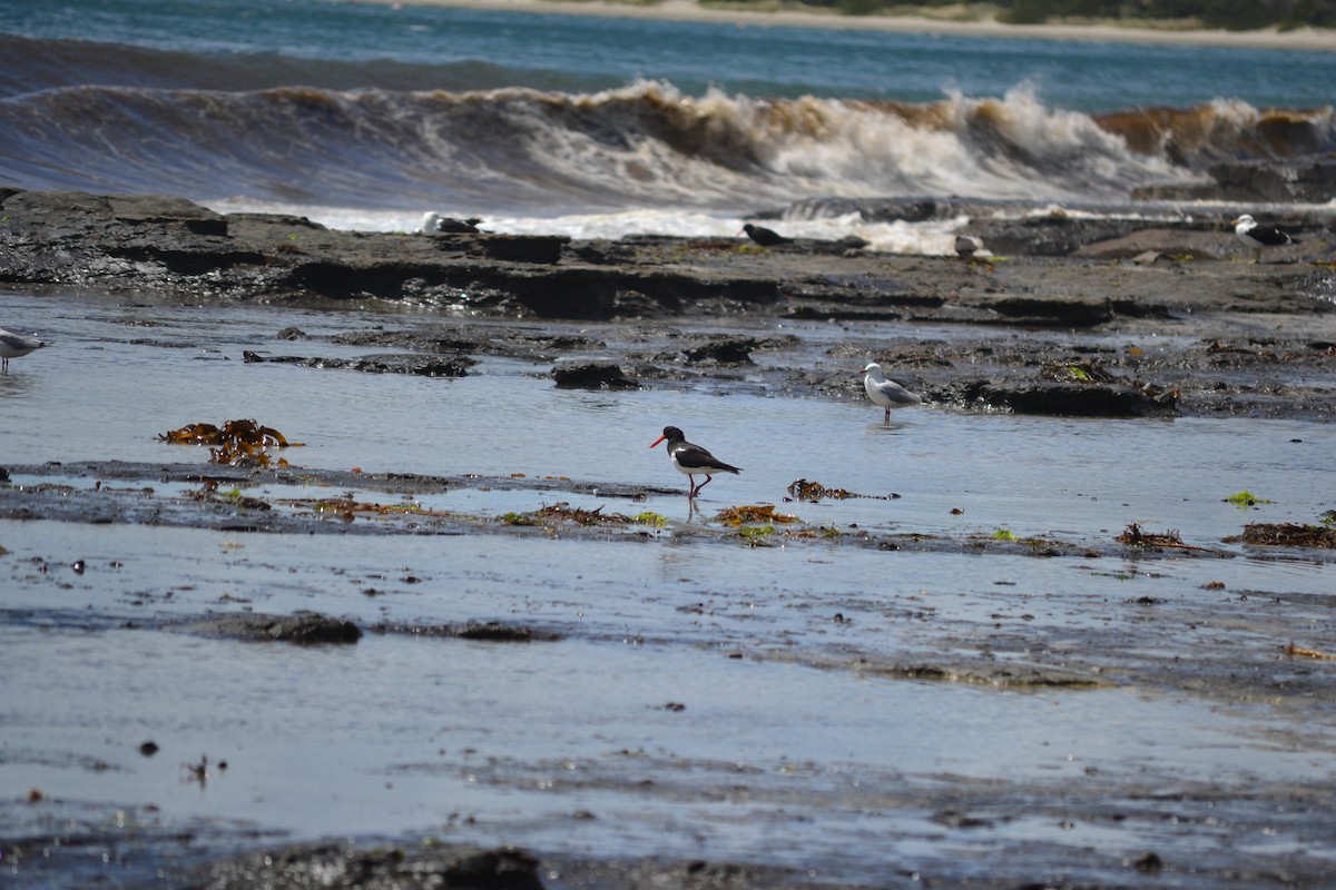 Pied Oystercatcher - ML646895024