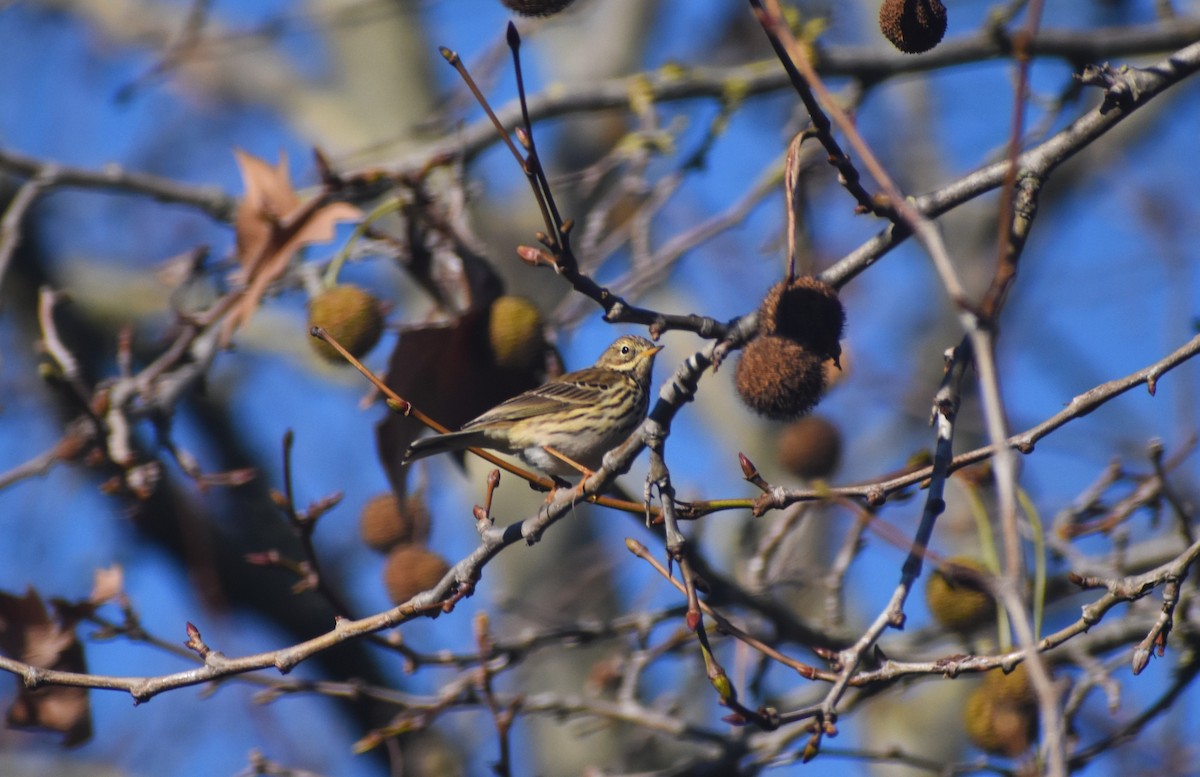 Meadow Pipit - ML646895025