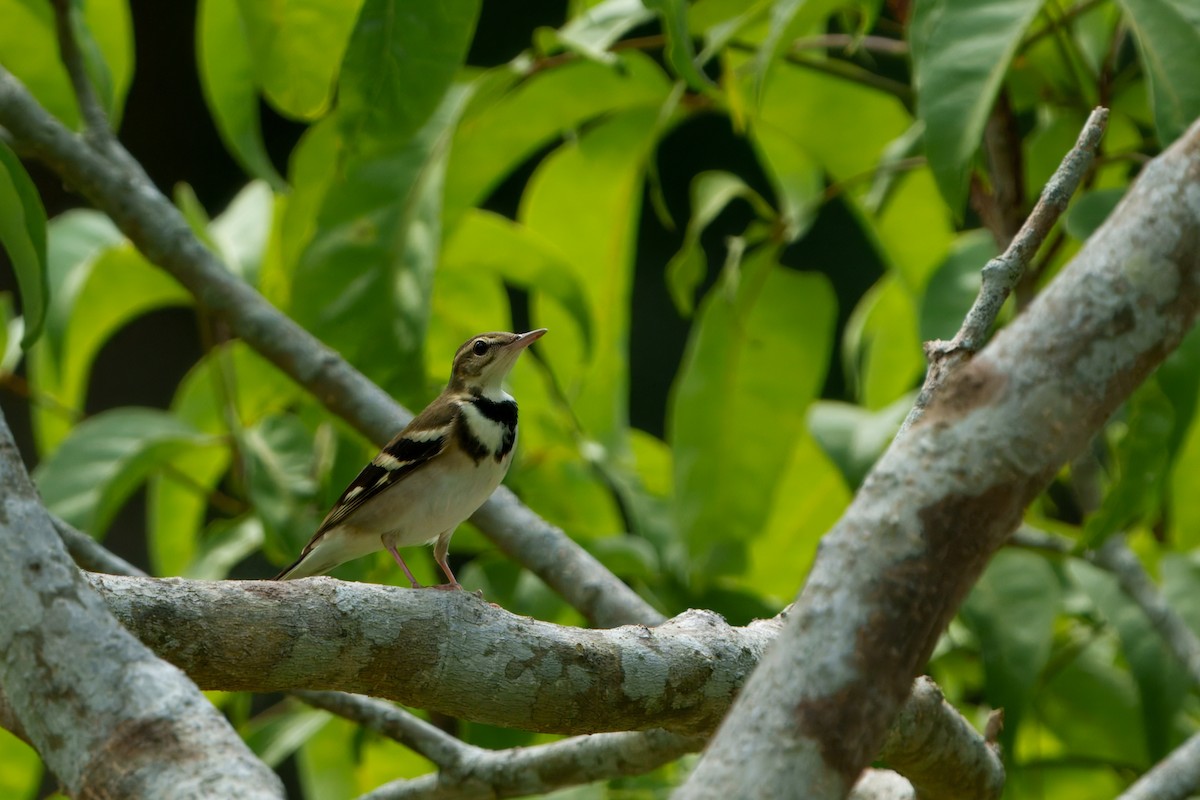 Forest Wagtail - ML646895027