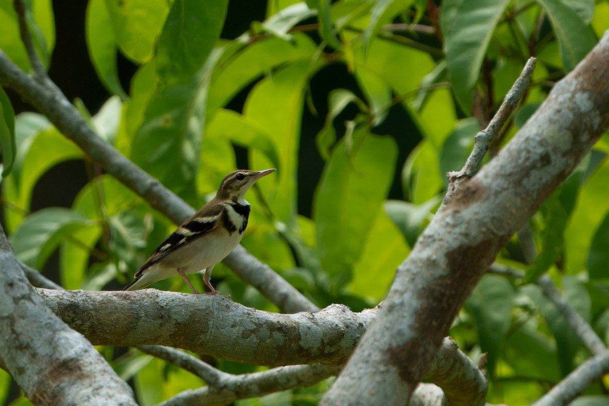 Forest Wagtail - ML646895028