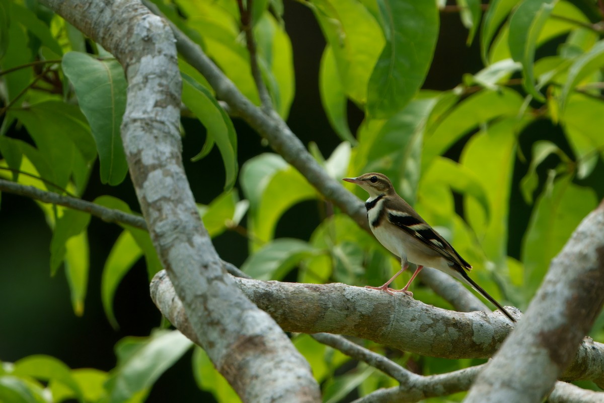 Forest Wagtail - ML646895029