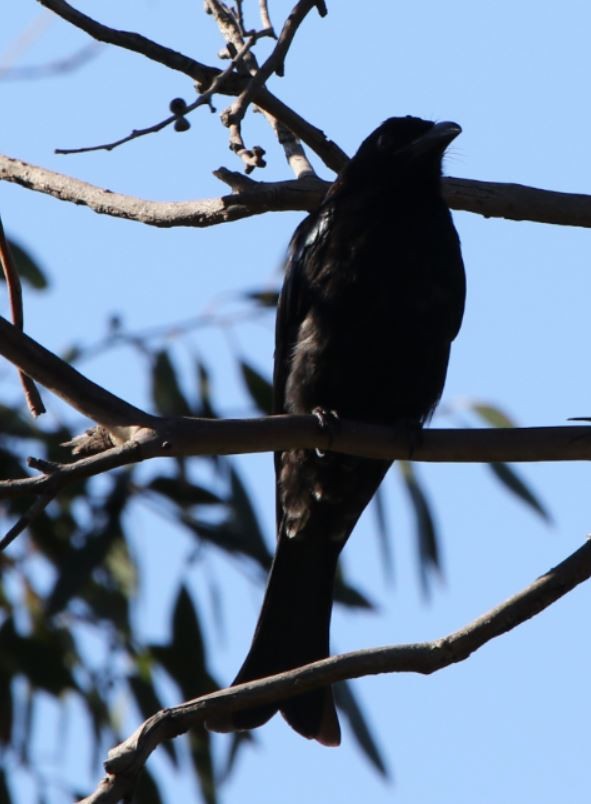 Сверкающий дронго - ML646895030