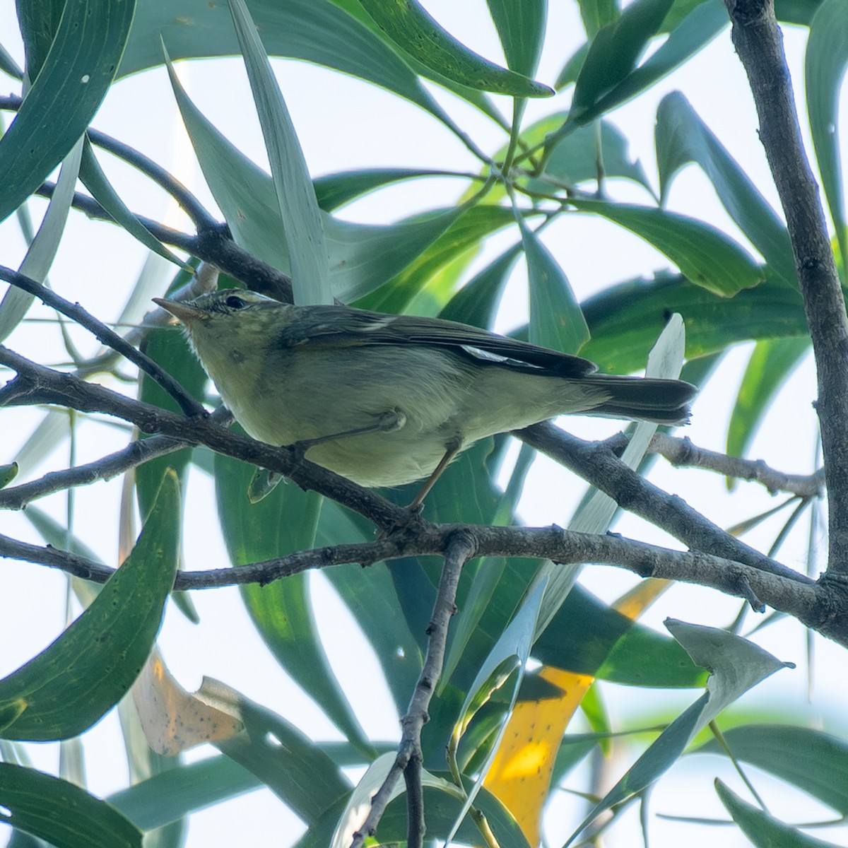 Green Warbler - ML646895031