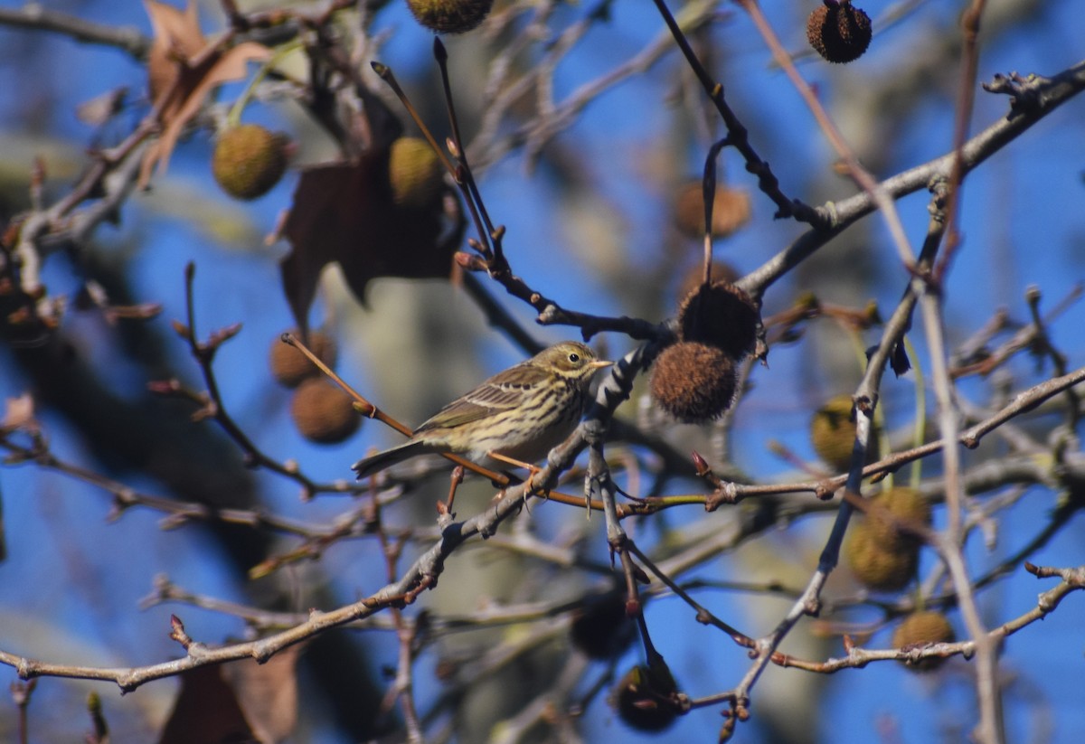 Meadow Pipit - ML646895032