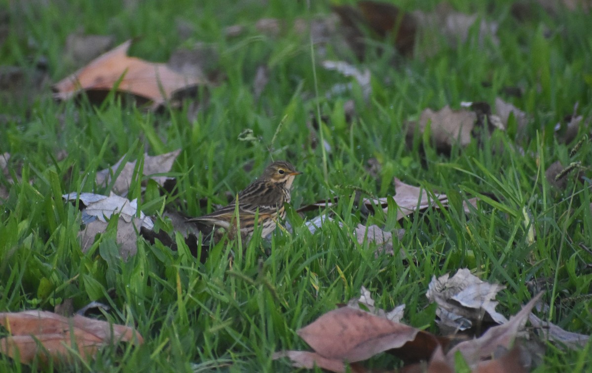 Meadow Pipit - ML646895033