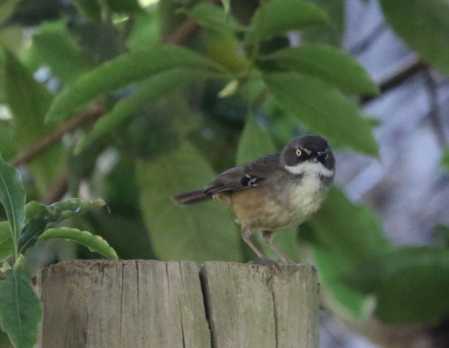 White-browed Scrubwren - ML646895034