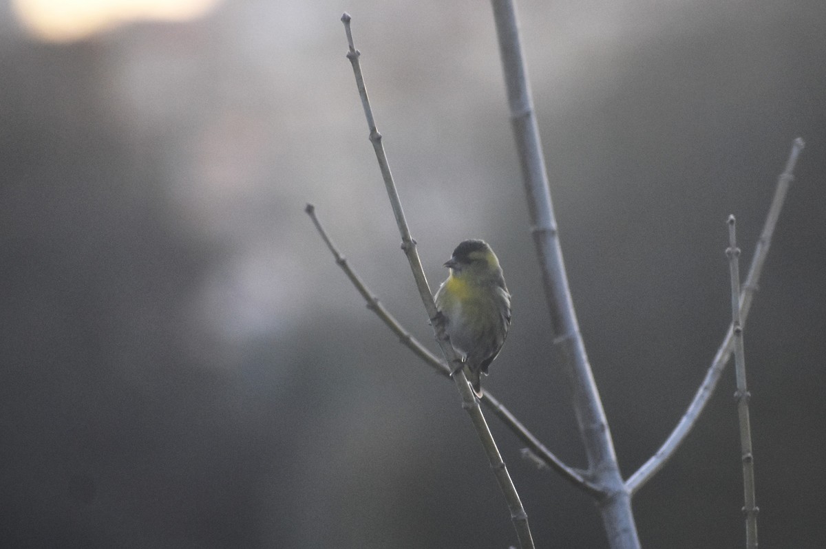 Eurasian Siskin - ML646895035