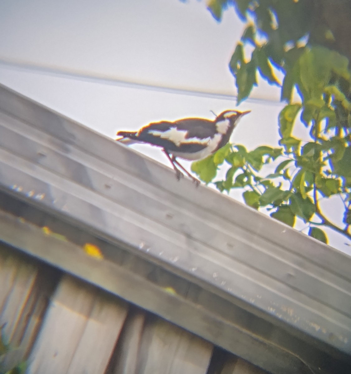 Magpie-lark - ML646895036