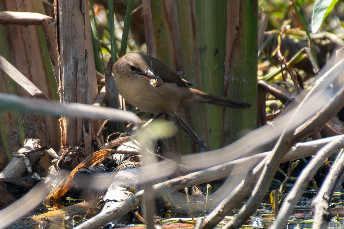 Clamorous Reed Warbler - ML646895037