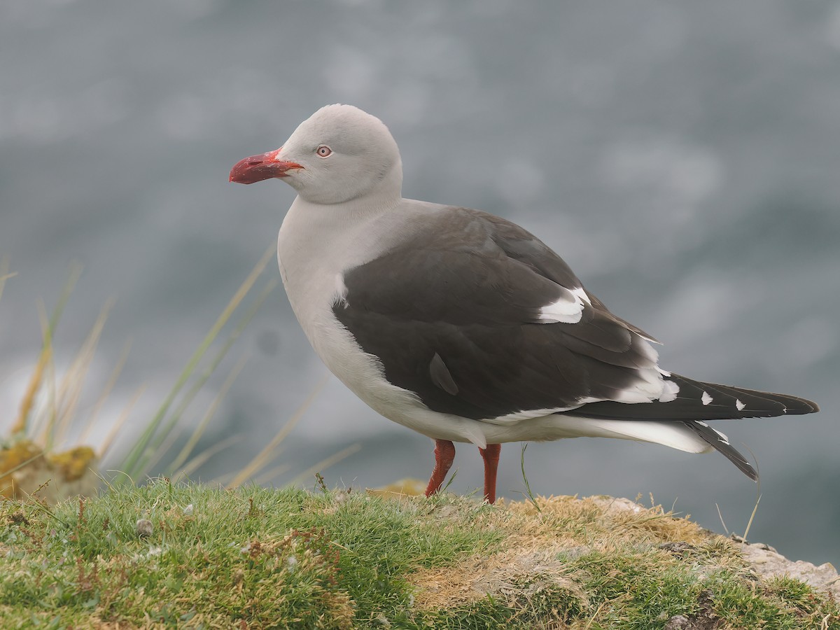 Dolphin Gull - ML646895039