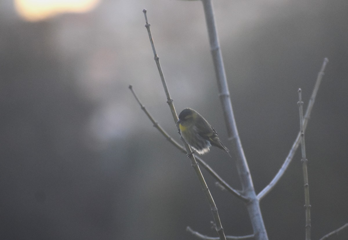 Eurasian Siskin - ML646895040