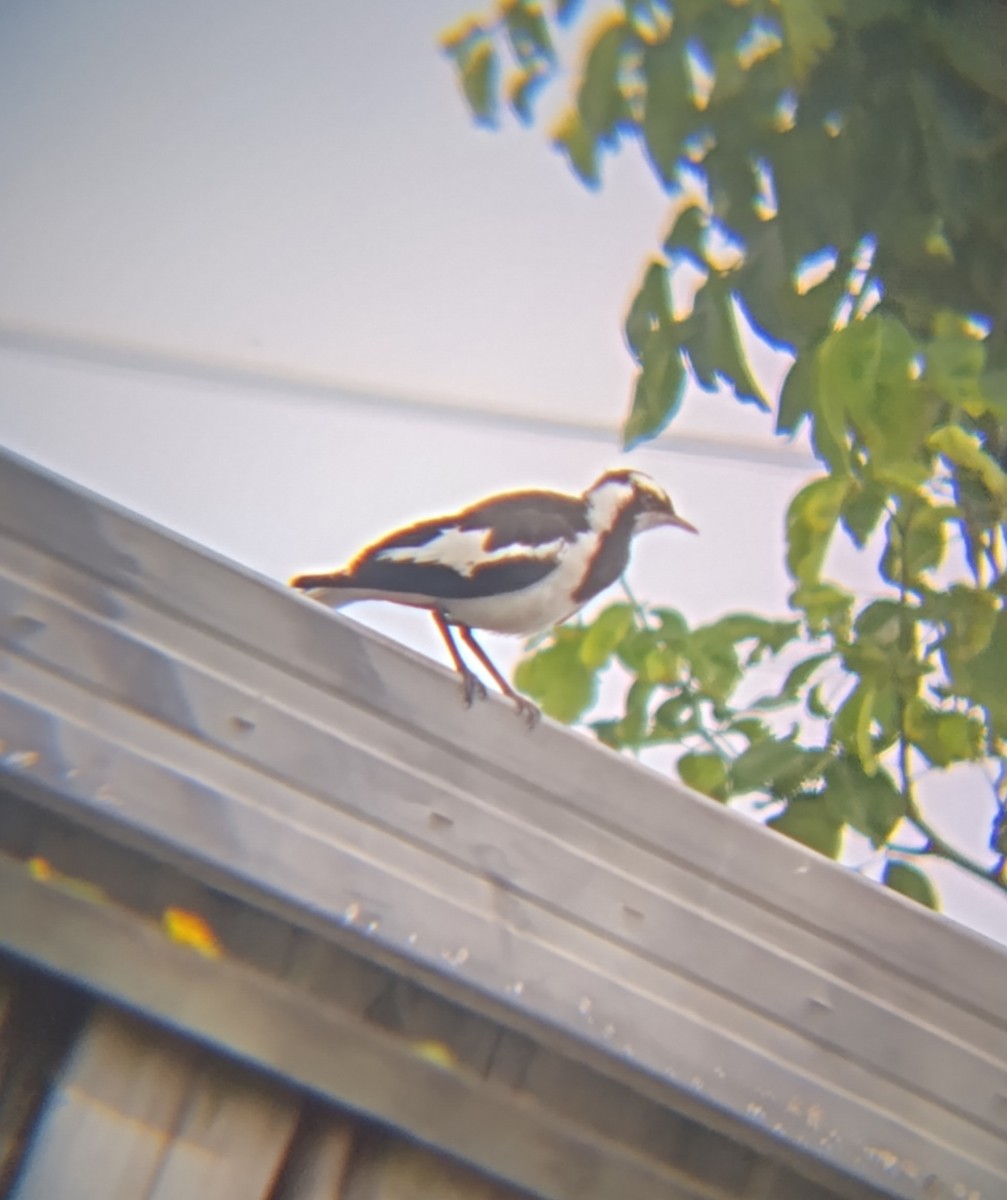 Magpie-lark - ML646895041