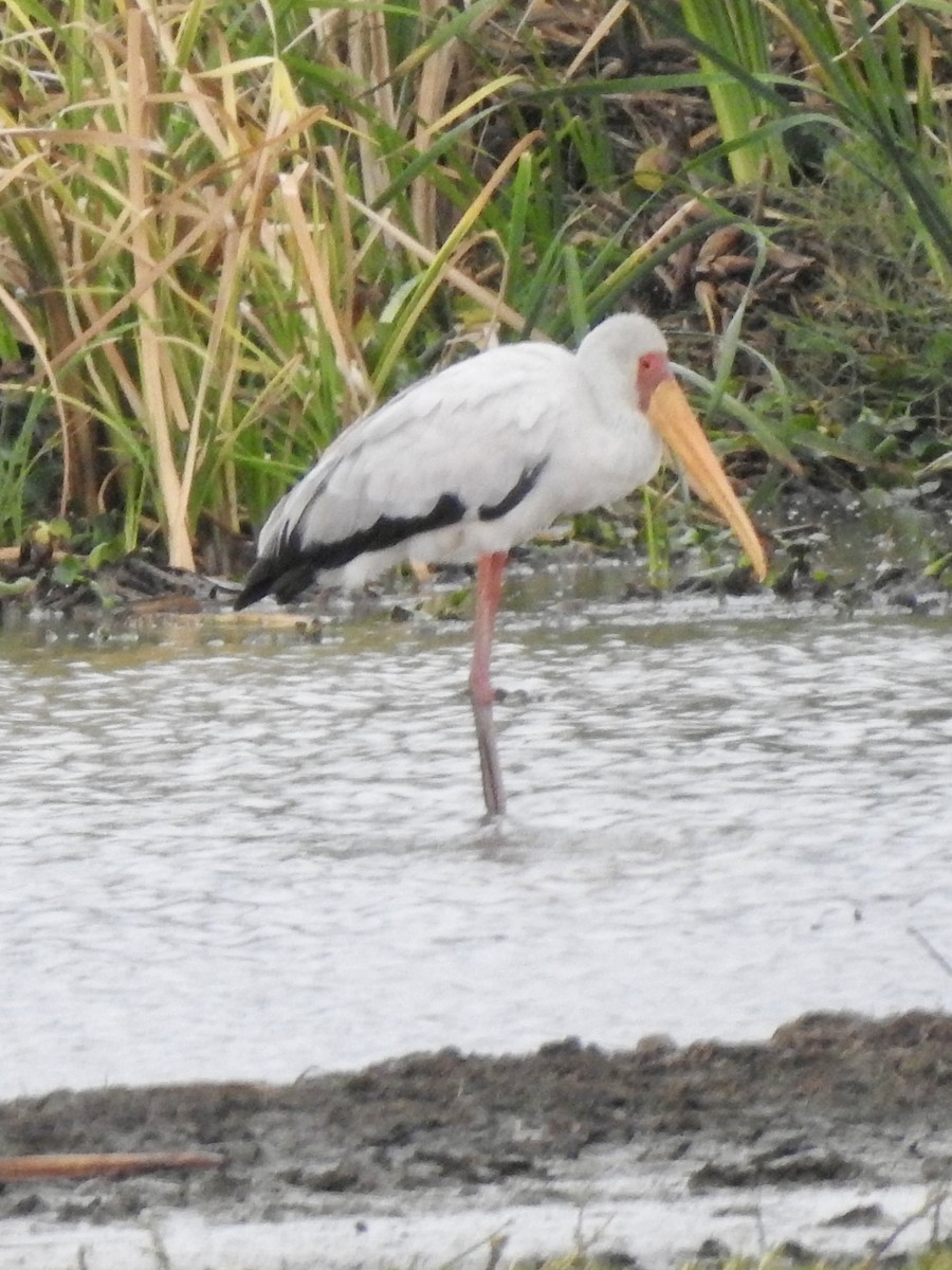 Yellow-billed Stork - ML646895042