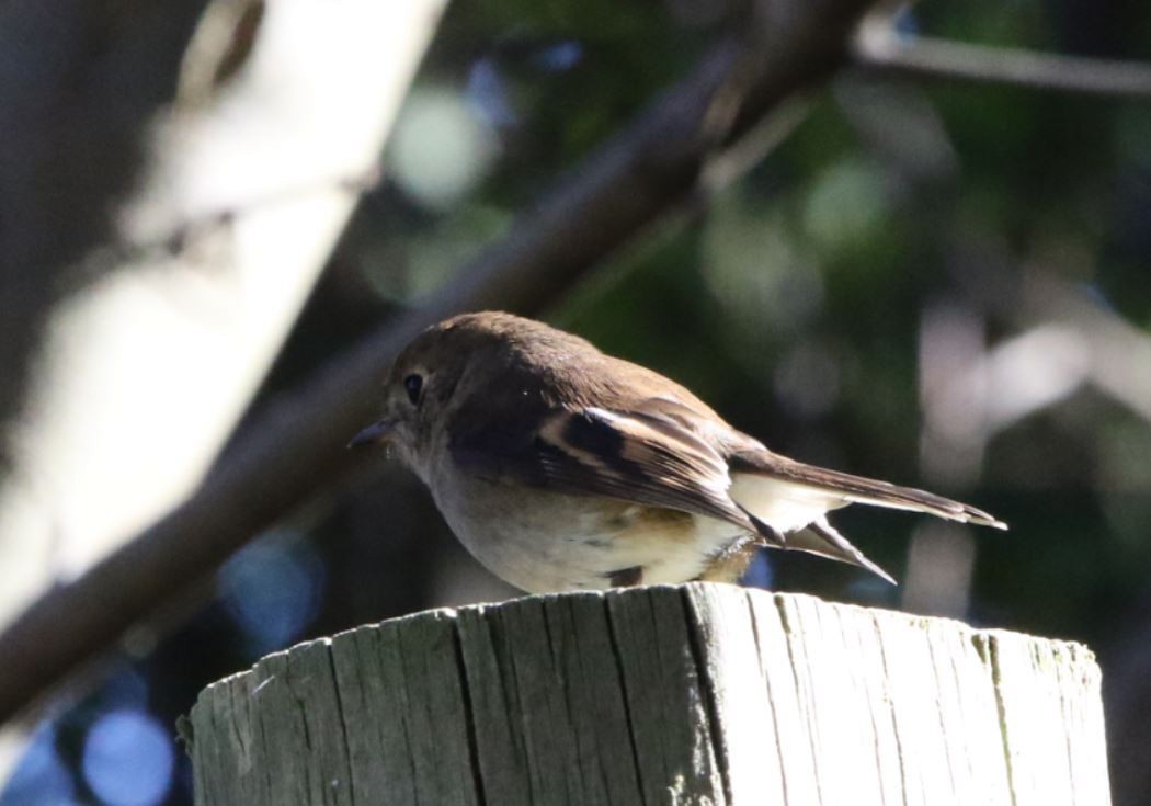 Pink Robin - ML646895043