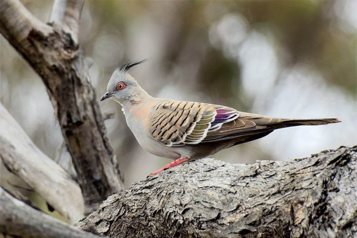 Crested Pigeon - ML646895044