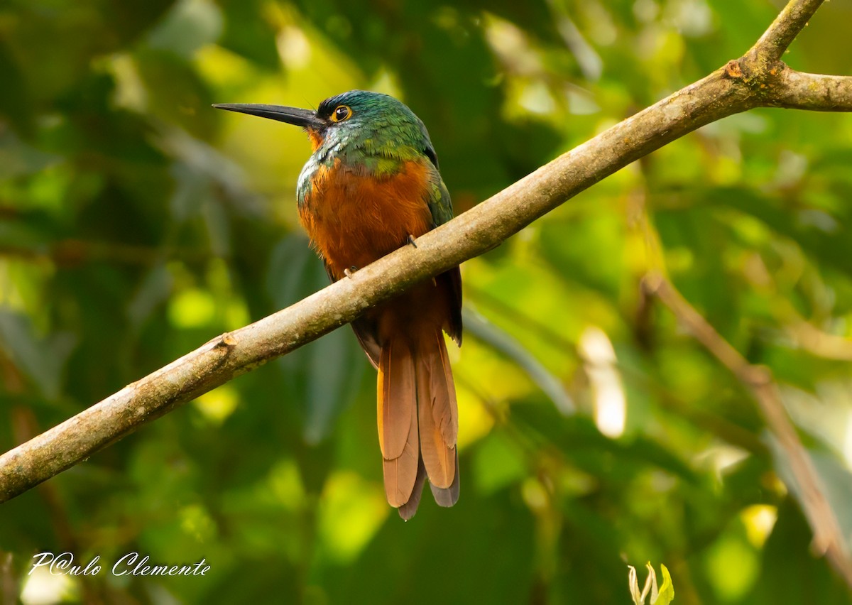 Coppery-chested Jacamar - ML646895045
