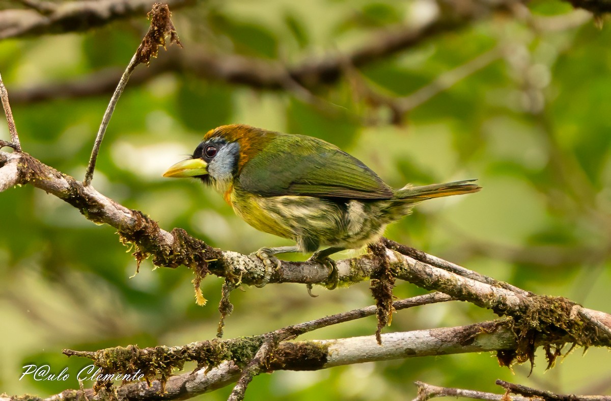 Lemon-throated Barbet - ML646895048