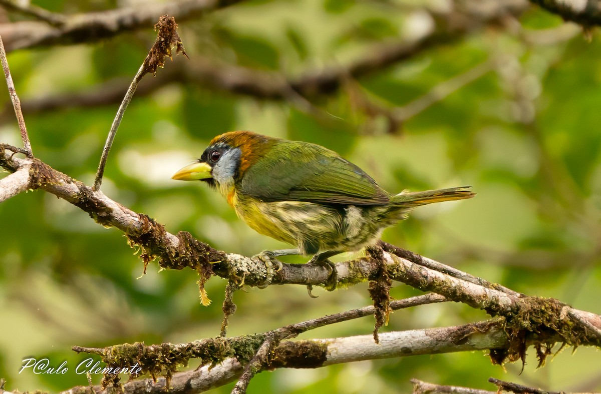 Lemon-throated Barbet - ML646895049