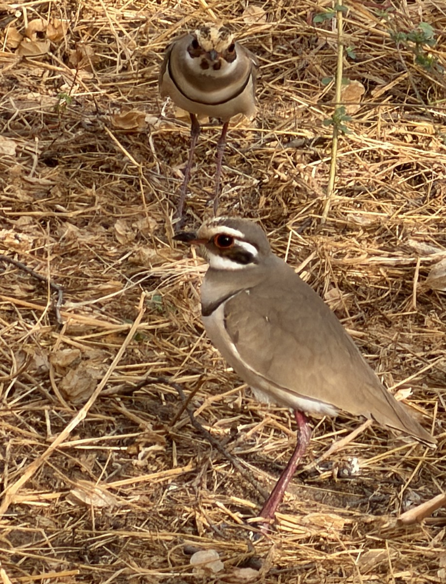 Bronze-winged Courser - ML646895051