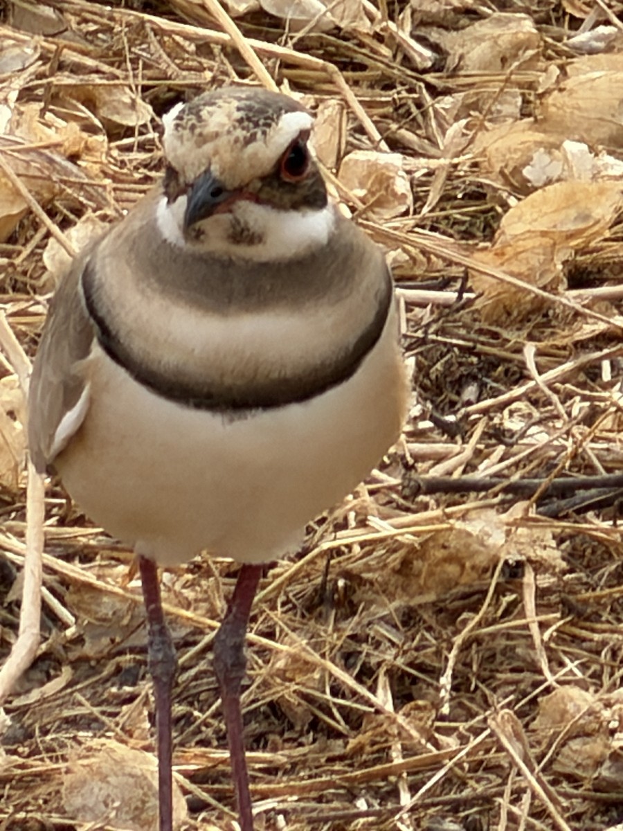 Bronze-winged Courser - ML646895052