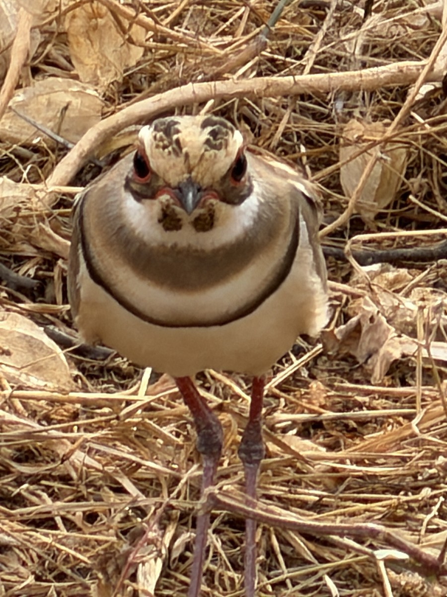 Bronze-winged Courser - ML646895053