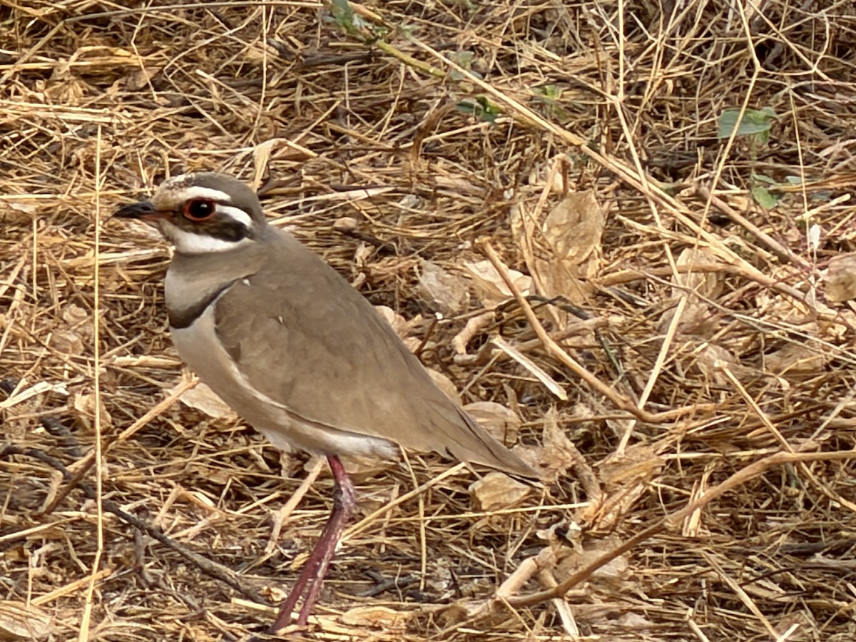 Bronze-winged Courser - ML646895054