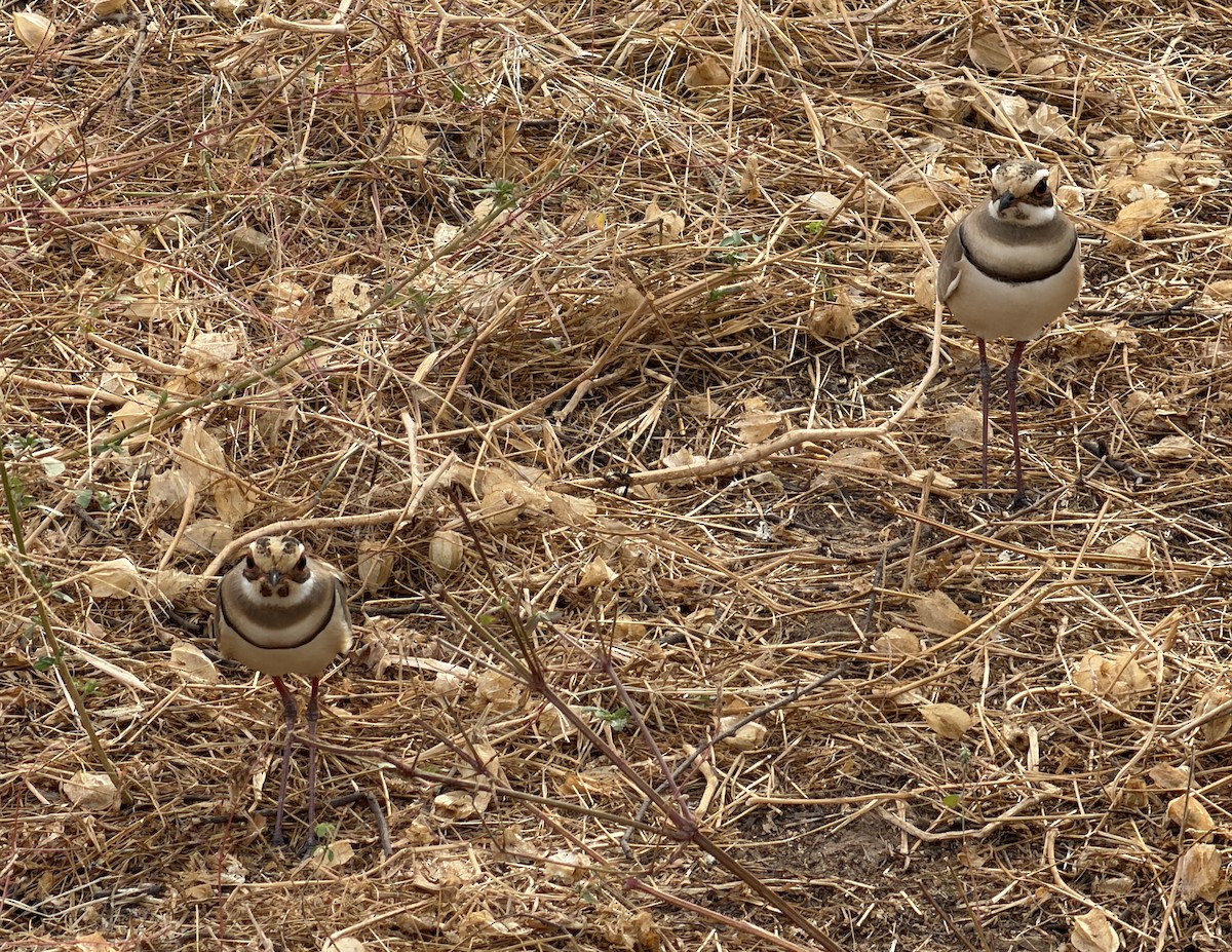 Bronze-winged Courser - ML646895055