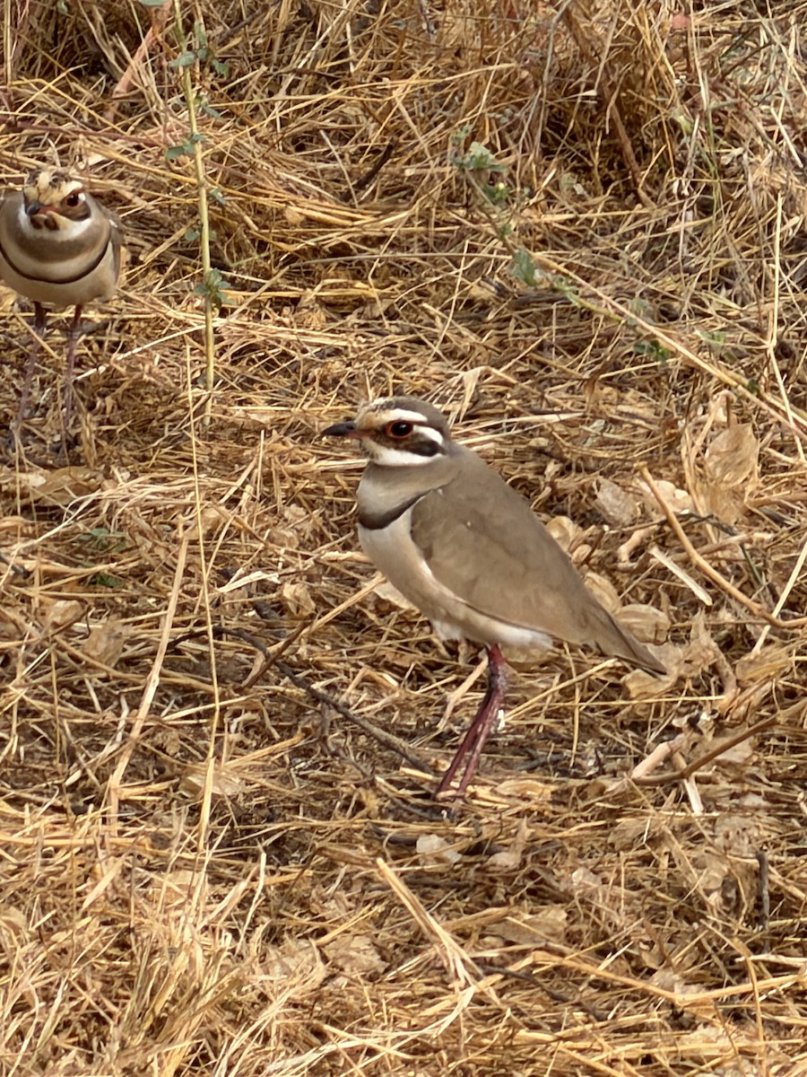 Bronze-winged Courser - ML646895056
