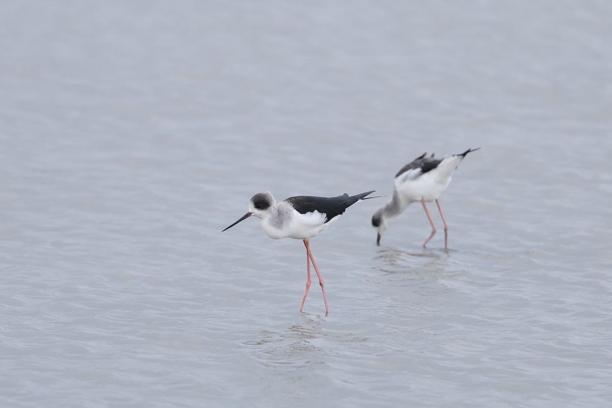 Black-winged Stilt - ML646895058