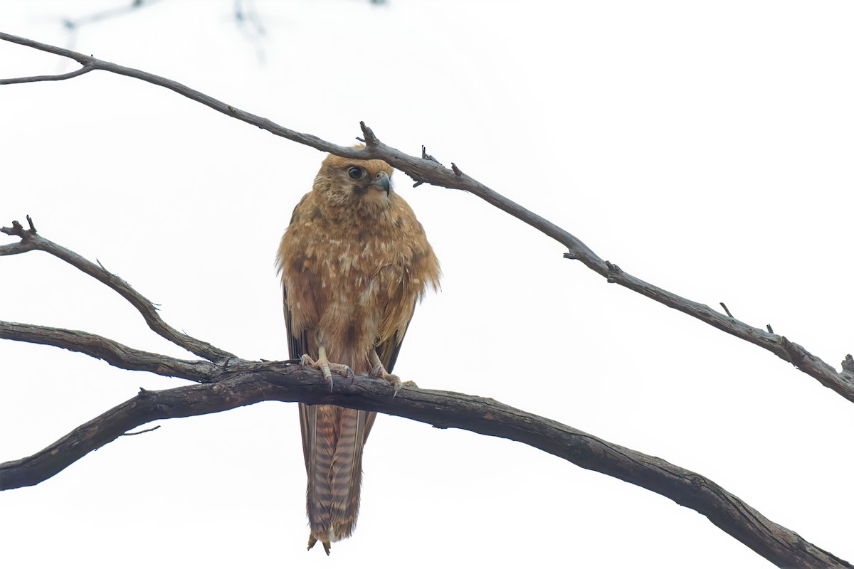 Brown Falcon - ML646895059