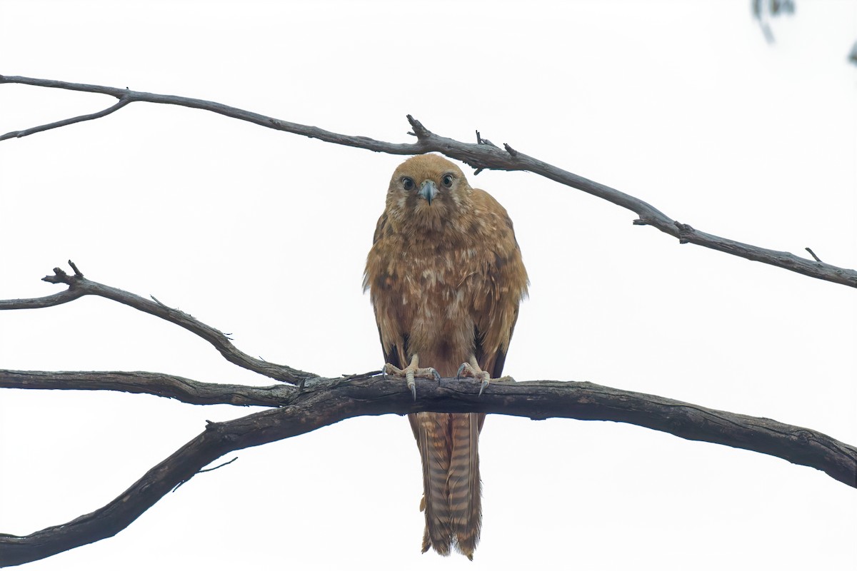 Brown Falcon - ML646895060