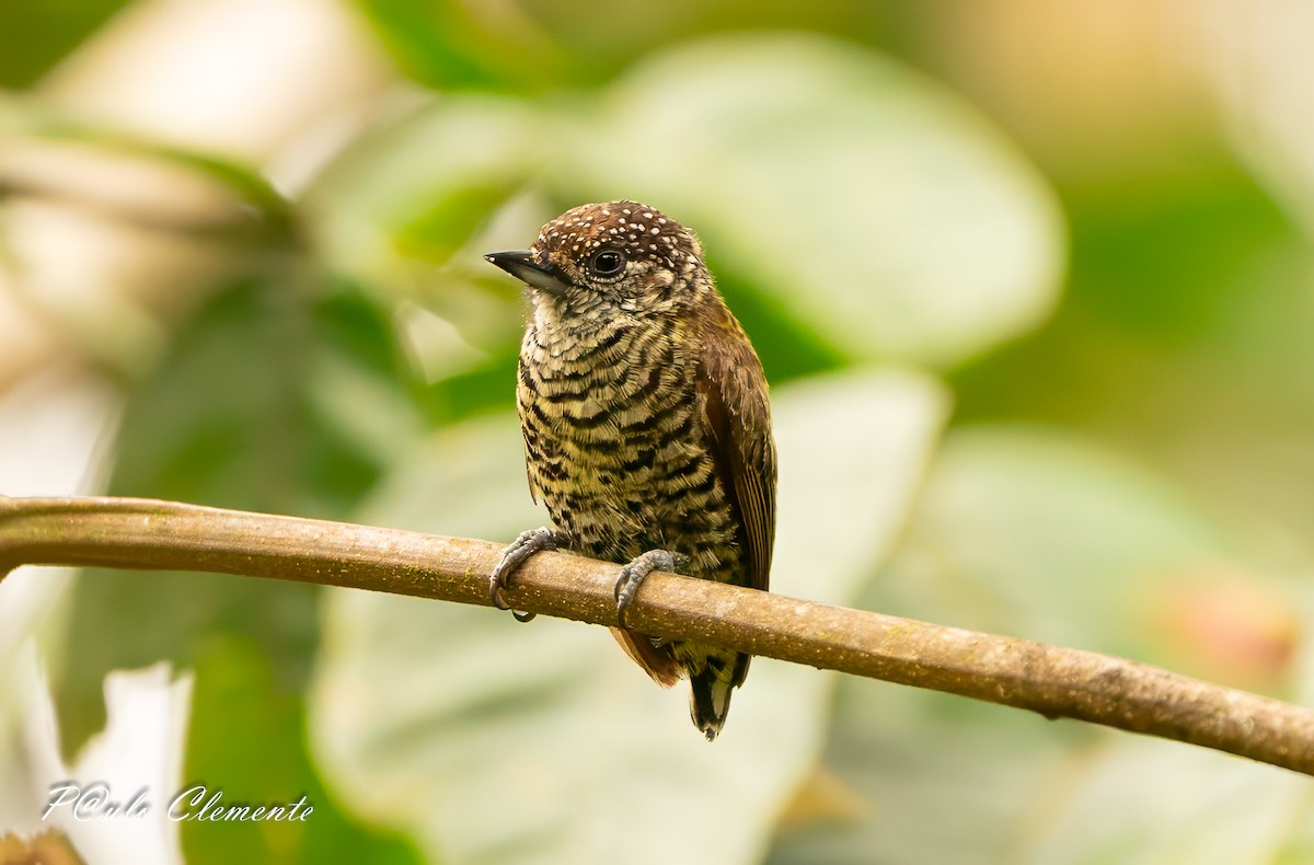 Lafresnaye's Piculet - ML646895061