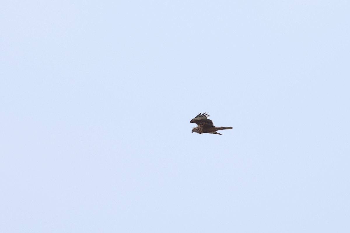 Eastern Marsh Harrier - ML646895062