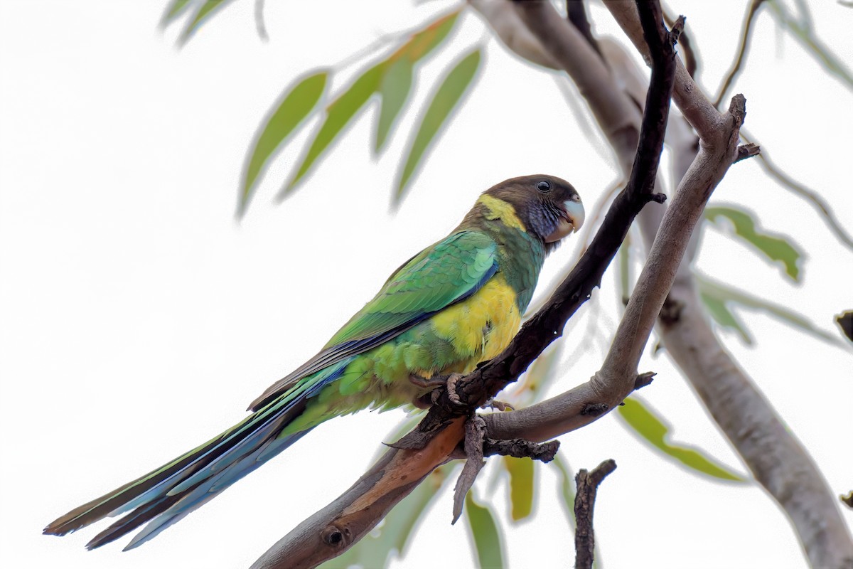 Perico de Port Lincoln (zonarius) - ML646895063