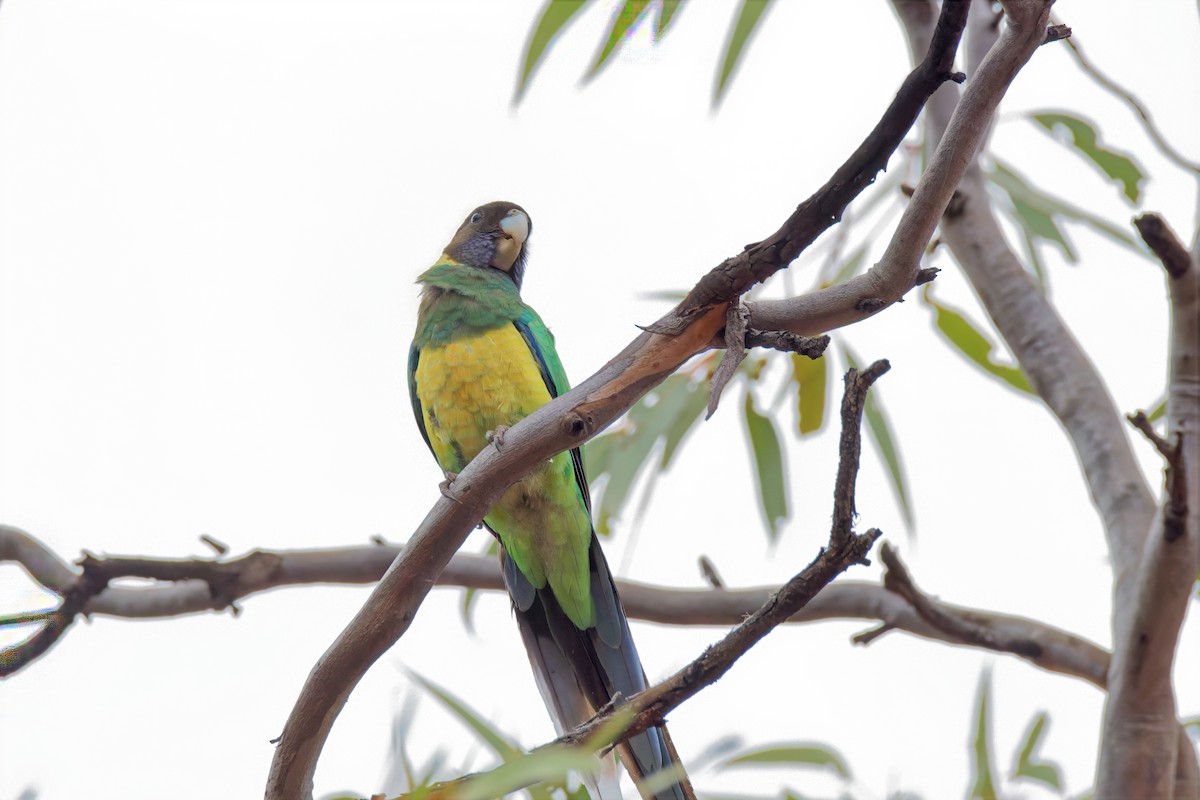 Perico de Port Lincoln (zonarius) - ML646895064