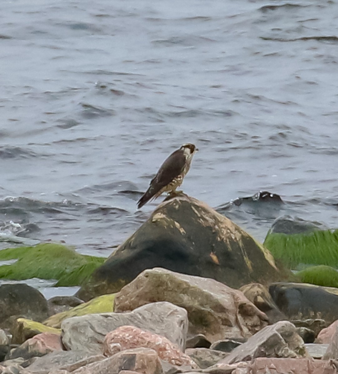 Peregrine Falcon - ML646895067