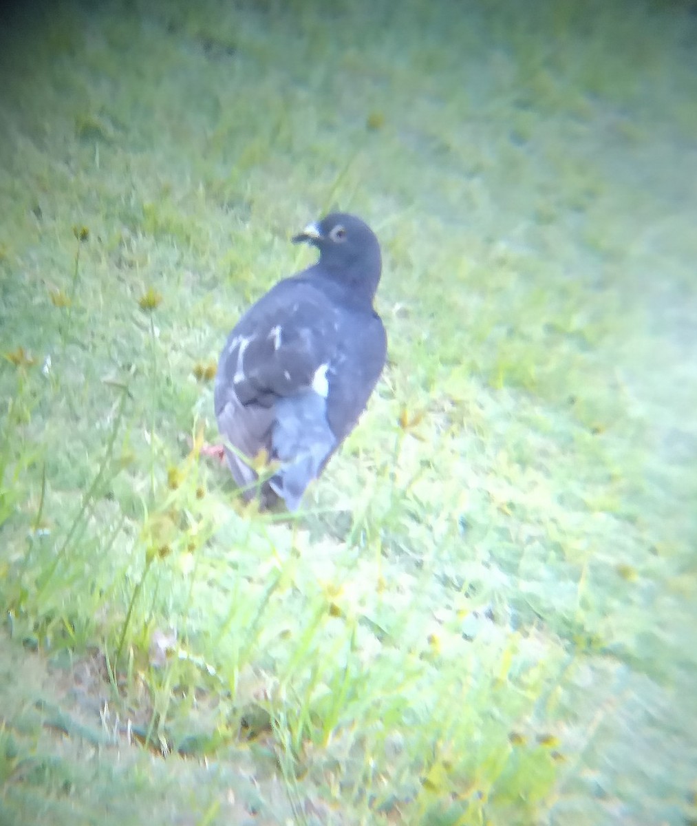 Felsentaube (Straßentaube) - ML646895070