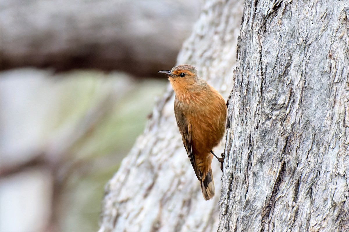 Corretroncos Rufo - ML646895072