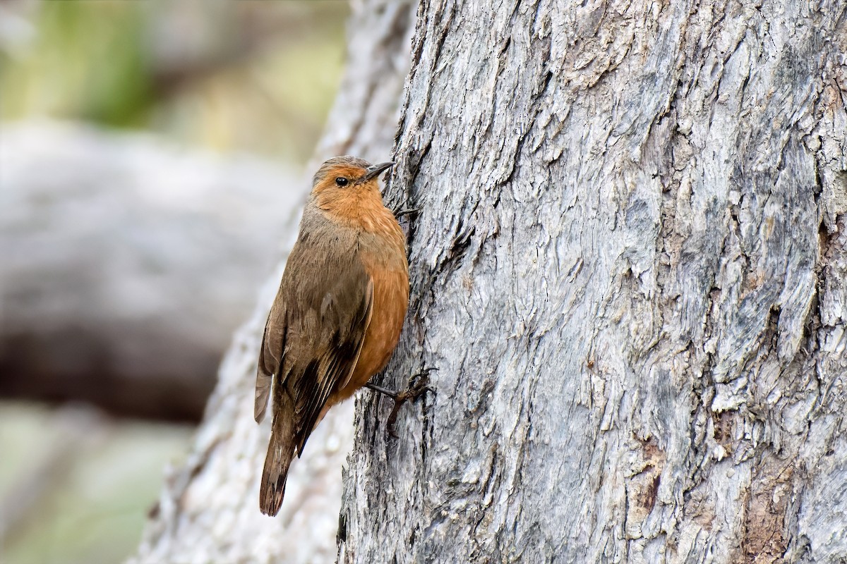 Corretroncos Rufo - ML646895073