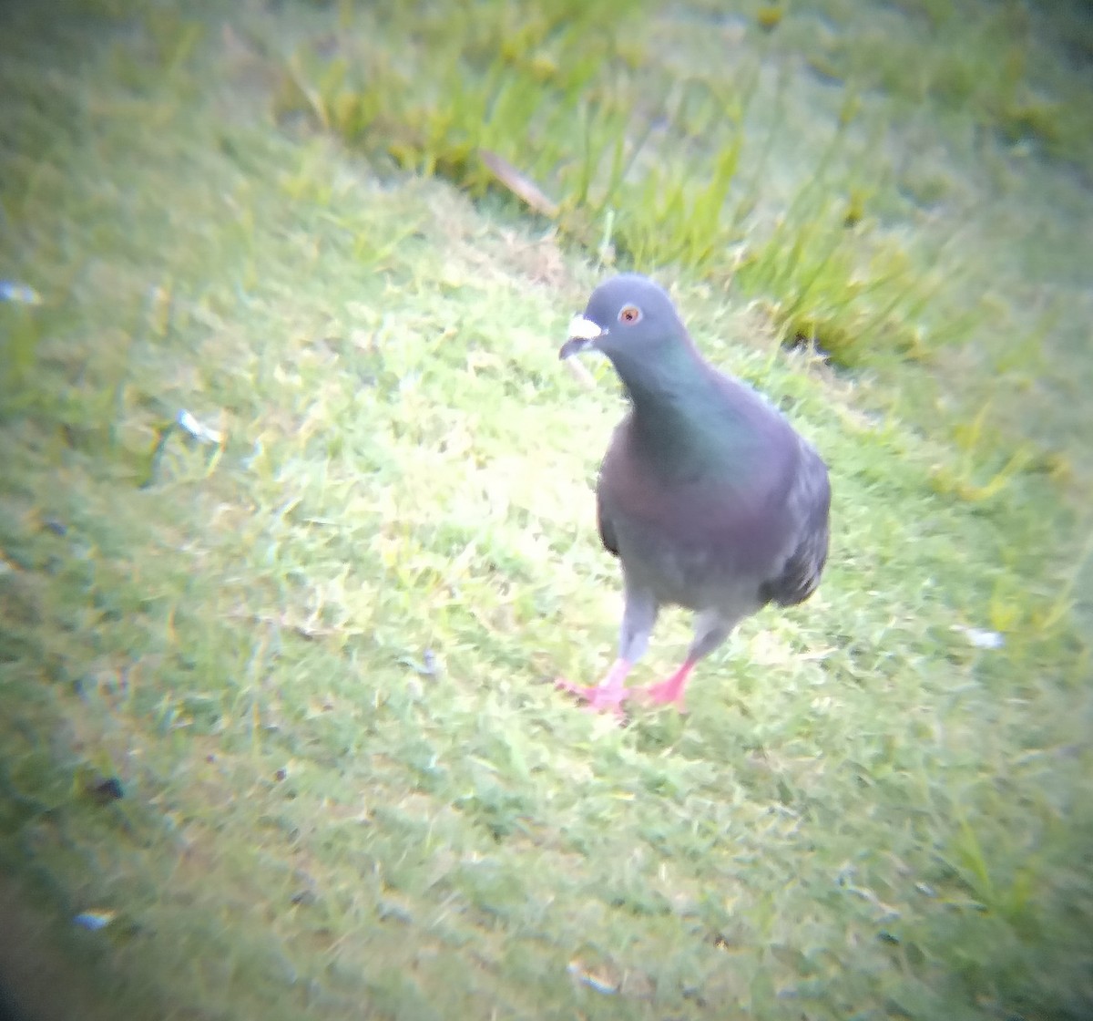 Хөхвөр тагтаа (суурин газрын) - ML646895074