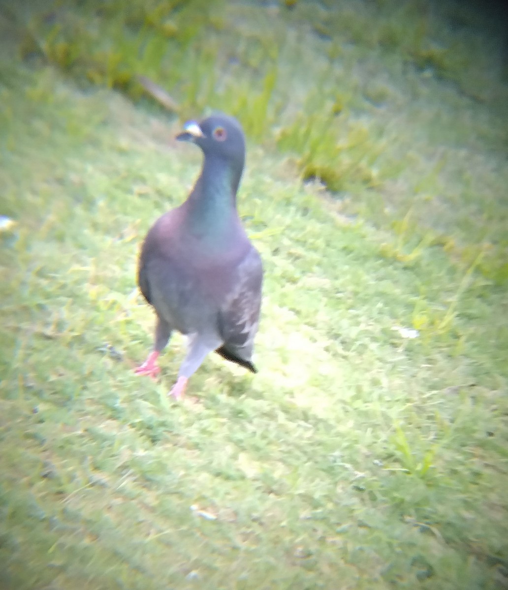 Felsentaube (Straßentaube) - ML646895075