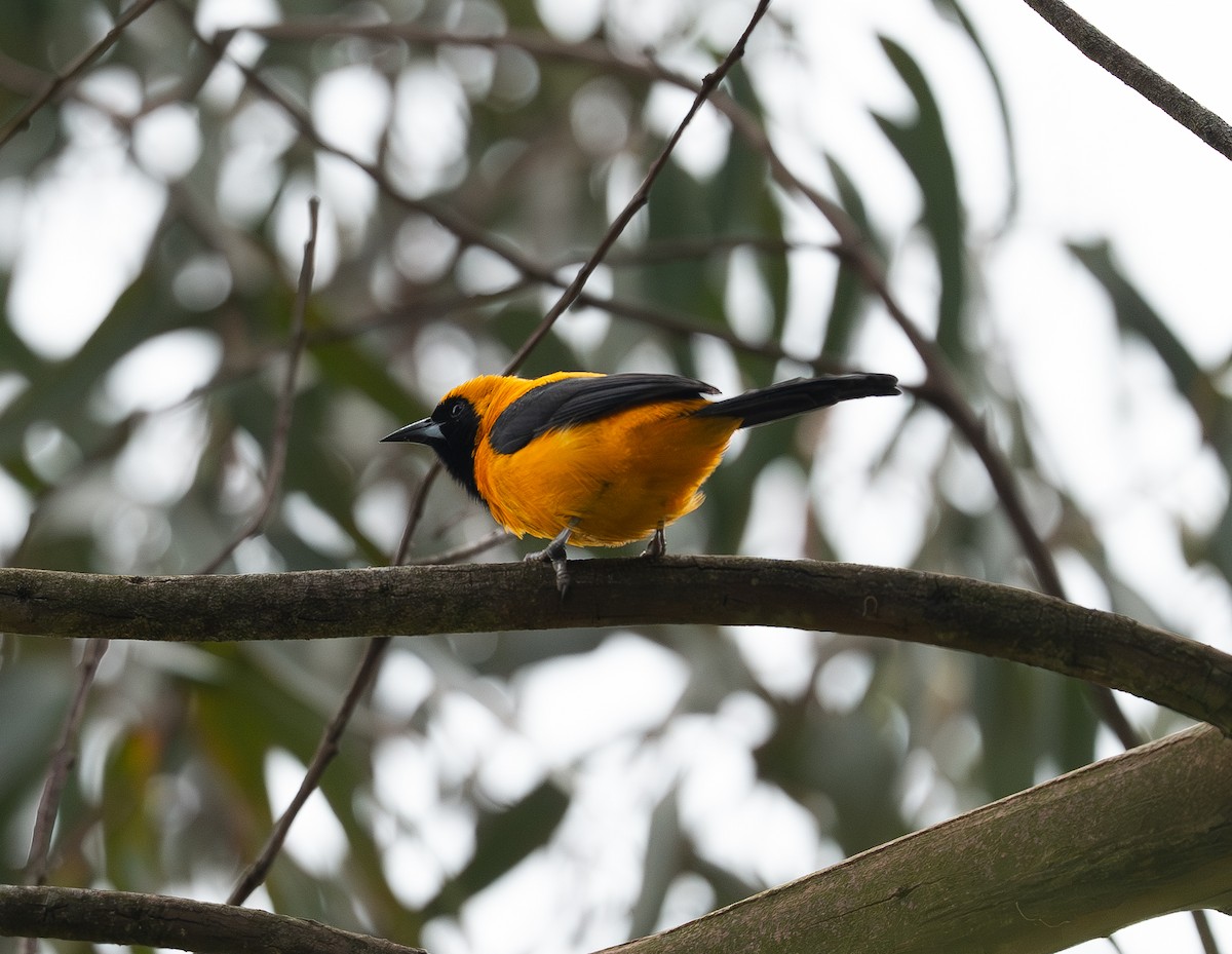 Sarı Sırtlı Turpiyal - ML646895077